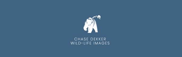  logo of a wildlife photographer